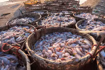 Thủy sản Việt thu 1,7 tỷ USD đầu 2026, tăng trưởng hơn 20%