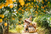 Cam rốn chín vàng trên triền đồi Mộc Châu, hút khách tới 'săn' ảnh