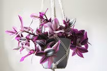 Loại cây lá hồng tím như tranh vẽ, đang được nhiều người săn trồng ở ban công