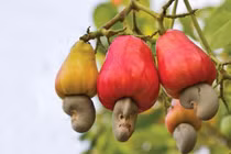 Nhu cầu hạt dinh dưỡng tăng cao, hạt điều Việt thu hơn 500 triệu USD