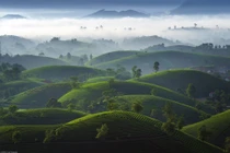 Hàng trăm quả đồi nhỏ to nhỏ, trập trùng như xếp chồng nhau, tạo nên quần thể xanh mướt, vừa hùng vĩ vừa tinh tế, khiến Long Cốc được ví như “thiên đường chè” của miền Bắc. Ảnh Trần Linh