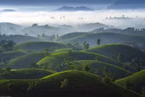 Hàng trăm quả đồi nhỏ to nhỏ, trập trùng như xếp chồng nhau, tạo nên quần thể xanh mướt, vừa hùng vĩ vừa tinh tế, khiến Long Cốc được ví như “thiên đường chè” của miền Bắc. Ảnh Trần Linh