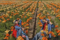 Cánh đồng hoa ly nở rộ ở Hải Phòng, hút du khách đến sống ảo