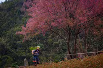 Từ tháng 12 đến đầu năm sau, khi cái lạnh bao trùm khắp sườn non, hoa tớ dày – loài đào rừng đặc trưng của người Mông – bắt đầu bung nở, phủ hồng khắp núi rừng, mang đến một diện mạo hoàn toàn khác cho Mù Cang Chải. Ảnh Giàng A Chay