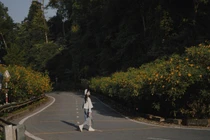 Cuối tuần lên Ba Vì, đắm chìm trong sắc vàng dã quỳ