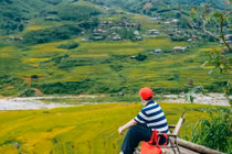 Say đắm mùa lúa chín trên triền núi Lào Cai