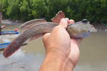 Loài cá biết leo cây, chạy trên cạn gây sốt, giá tới 600.000 đồng/kg