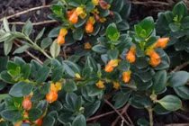 Loài cây hoa như cá vàng, giá rẻ bất ngờ nhưng được săn lùng vì hút tài lộc