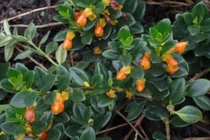 Loài cây hoa như cá vàng, giá rẻ bất ngờ nhưng được săn lùng vì hút tài lộc