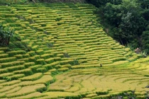 Giữa núi rừng Quảng Ngãi, ruộng bậc thang Ngọc Linh rực rỡ vào mùa