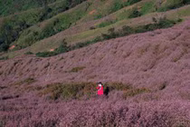 Trekking săn hoa chi pâu trên đỉnh Tà Chì Nhù, chọn tour nào để an toàn?