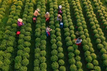 Về Tây Ninh ngắm làng hoa An Cơ vào vụ Tết