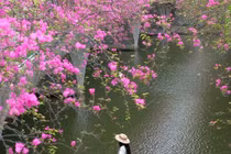 'Thác hoa giấy' rực sắc dưới chân cầu Thủy Tiên khiến du khách đổ xô check-in