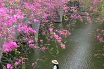 'Thác hoa giấy' rực sắc dưới chân cầu Thủy Tiên khiến du khách đổ xô check-in