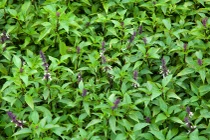 Không chỉ là gia vị, rau húng quế giúp dạ dày 'dễ chịu' hơn