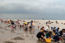 Không chỉ chợ nổi, miền Tây còn có trải nghiệm cào nghêu thú vị khó quên