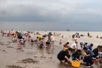 Không chỉ chợ nổi, miền Tây còn có trải nghiệm cào nghêu thú vị khó quên