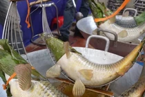 Món cá 'nằm võng' kỳ công của làng Diệc, Hưng Yên thu hút du khách