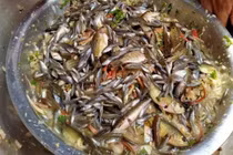 Gỏi cá nhảy Sơn La đặc sản “thót tim” khiến du khách vừa sợ vừa mê