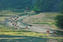 Gợi ý lịch trình khám phá Tam Cốc mùa hoa súng hồng rực