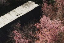 Hoa anh đào nhộm hồng bản Phà Nọi, chọn tour nào để trải nghiệm trọn vẹn?