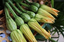 Người tiểu đường ăn hoa bí ngô thế nào cho an toàn?