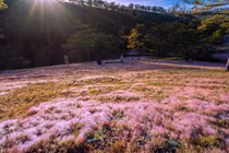 Tháng 11 đi đâu? Gợi ý những điểm hẹn đẹp nhất mùa đầu đông Việt Nam