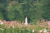 Đồi hoa cánh bướm khoe sắc giữa núi rừng Tà Xùa hút các nàng thơ đến check-in