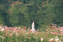 Đồi hoa cánh bướm khoe sắc giữa núi rừng Tà Xùa hút các nàng thơ đến check-in