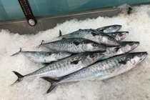 Cẩn trọng với 3 loại cá rẻ tiềm ẩn nhiều độc tố nguy hiểm