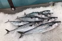 Cẩn trọng với 3 loại cá rẻ tiềm ẩn nhiều độc tố nguy hiểm