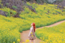 Suối Giàng khoác áo vàng, gọi mời lữ khách tới check-in