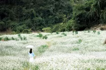 Tháng 11, khi những thửa ruộng bậc thang vừa thu hoạch xong, Mộc Châu (Sơn La) lại chìm trong sắc trắng tinh khôi của hoa cải. Cải trắng nở dọc các bản làng như Chiềng Xuân, Pa Phách, Nà Ka, Bó Bun – nơi nào cũng trở thành phông nền tuyệt đẹp cho những bức ảnh check-in mùa đông. Ảnh Lê Xuân Hải