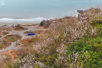 Hoa đỗ mai khoe sắc trên triền đồi Vũng Tàu, hút du khách đến 'săn' ảnh