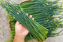 Loại rau dân dã mùa thu giúp thải độc gan, tăng sức đề kháng, dưỡng nhan