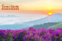 [INFOGRAPHIC] Săn sim tím giữa biển mây Sơn La