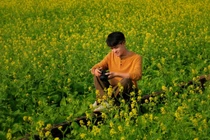 Mê mẩn cánh đồng hoa cải vàng nở rộ đẹp như tranh ở ngoại thành Hà Nội