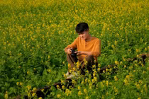 Mê mẩn cánh đồng hoa cải vàng nở rộ đẹp như tranh ở ngoại thành Hà Nội