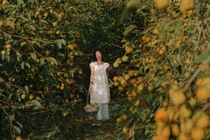 Về cao nguyên Mộc Châu mùa thu, đón mùa hồng chín và đồi cỏ hồng rực rỡ