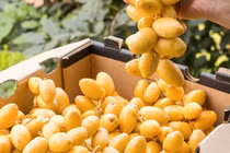 Loại quả "cắn dọc ngọt, cắn ngang chát" giúp chống oxy hóa, bổ máu