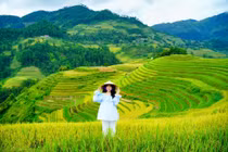 24 giờ ở Mù Cang Chải, chọn điểm nào để ngắm trọn mùa vàng?