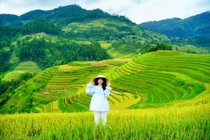 24 giờ ở Mù Cang Chải, chọn điểm nào để ngắm trọn mùa vàng?