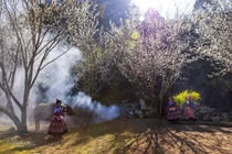 Lùng Phình mùa hoa mận trắng đẹp mê mẩn, hút khách check-in