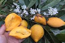 Loại quả quê xưa rụng đầy gốc, nay thành 'siêu thực phẩm' giá bạc triệu/kg