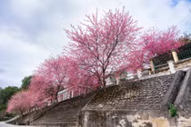 Sắc hồng mai anh đào rực rỡ tại Đồn Biên phòng Lũng Cú hút khách tới check-in