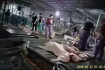 Bên trong cơ sở giết mổ heo bệnh. Ảnh nguoilaodong