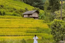 Nậm Cang vào mùa lúa chín đẹp nao lòng, hút giới trẻ săn ảnh