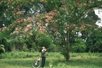 Hoa muồng đào tại Cát Tiên nở rộ hút khách về "săn" ảnh