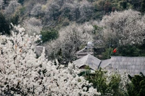 Hoa sơn tra nở trắng bản Nậm Nghẹp, tour khám phá chỉ từ 1,3 triệu đồng