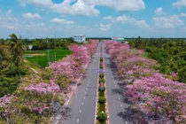 Đường hoa kèn hồng nở rộ ở Cần Thơ, du khách đổ về check-in